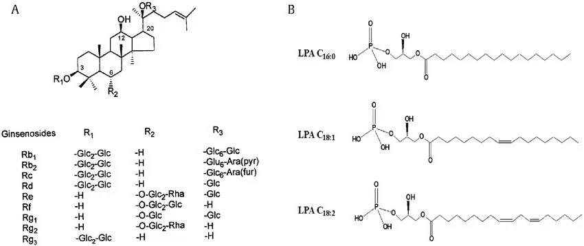 고려인삼과 미국삼의 차이를 알아보자 | 인스티즈