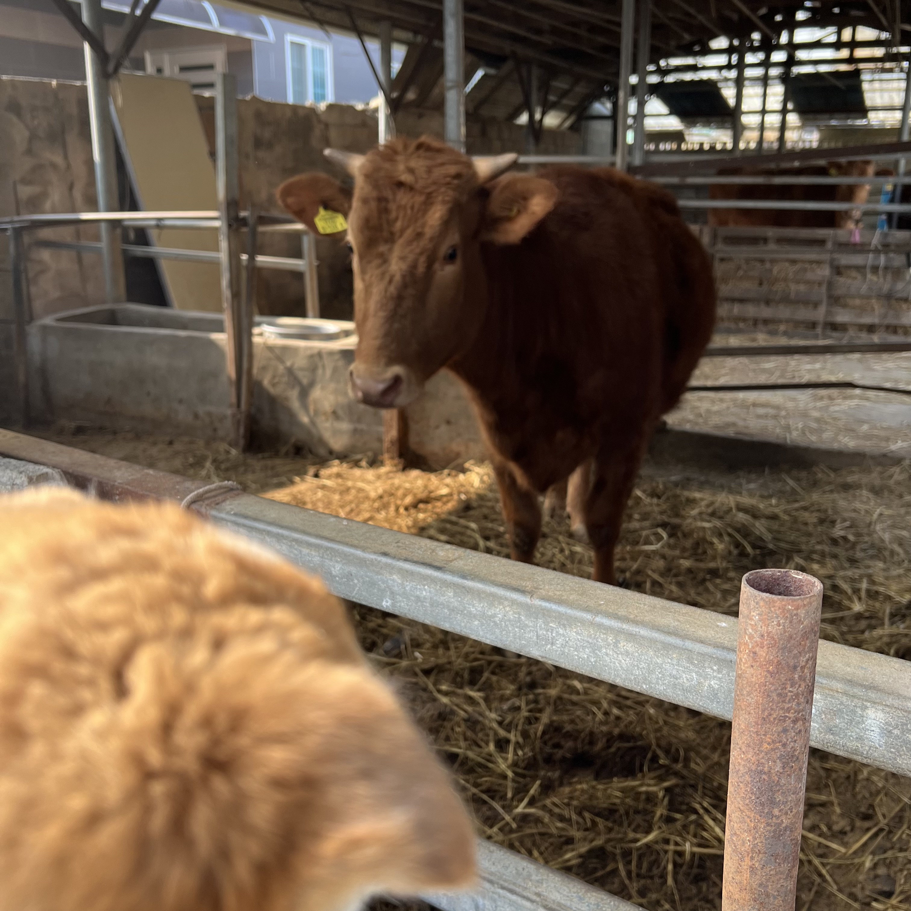 할머니집 시골개 산책시켜주고 왓다내요 | 인스티즈