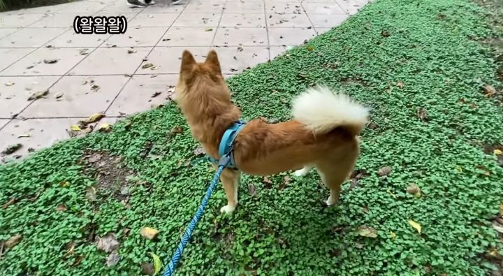 미국에서 강아지 산책 시키다 어느 한국인이 욕 먹은 이유 | 인스티즈