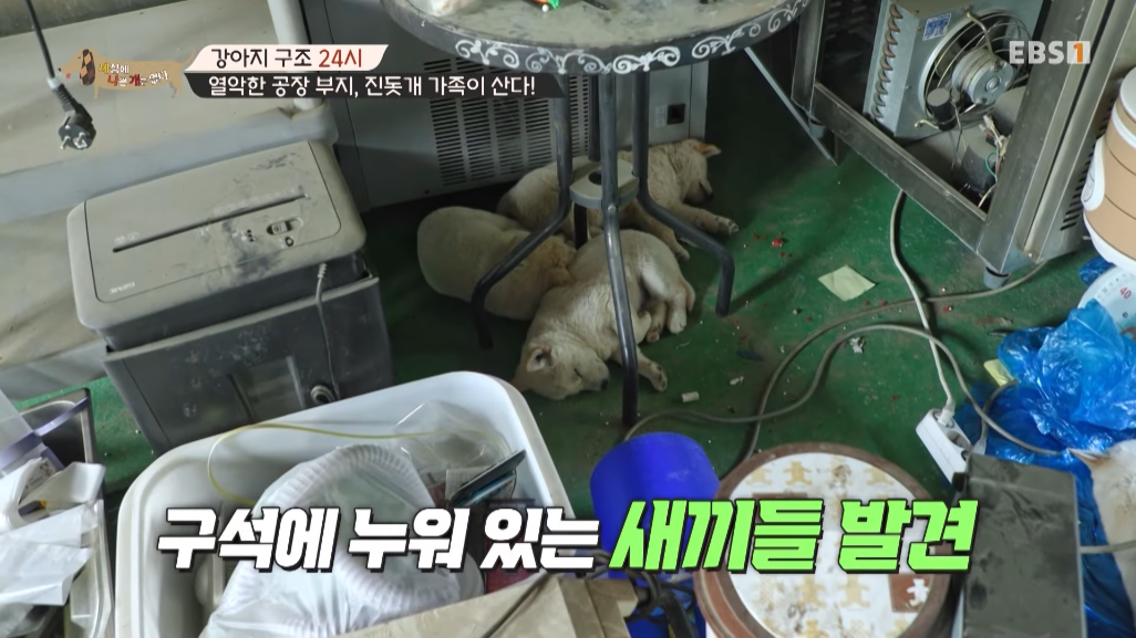 썩은물을 마시던 진돗개 가족을 입양한 배우 | 인스티즈