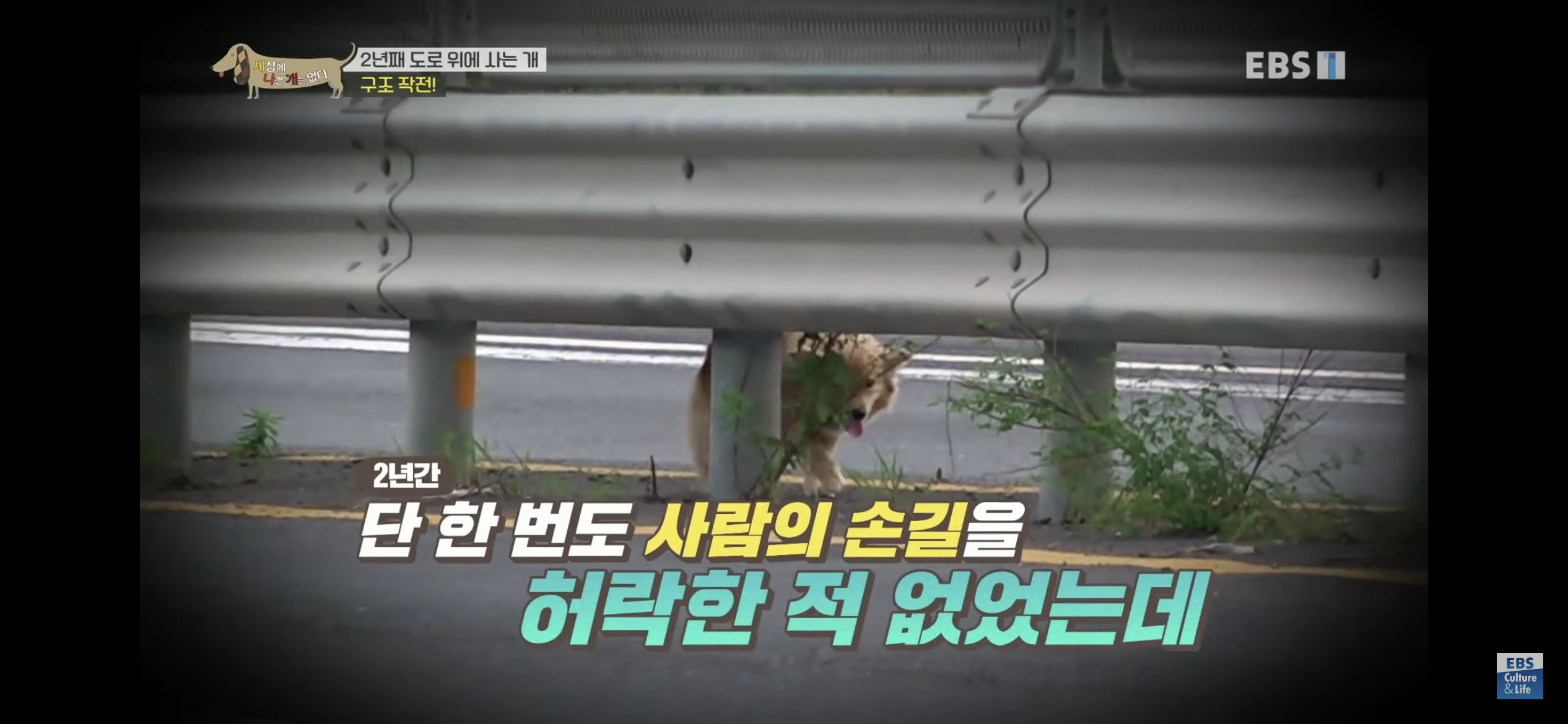 2년동안 도로 위에서 위험하게 생활했던 유기견 마루 | 인스티즈
