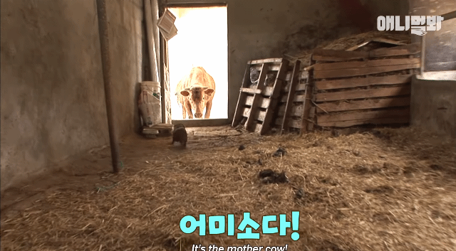 소가 너무 좋아서 눈물흘리는 강아지 | 인스티즈
