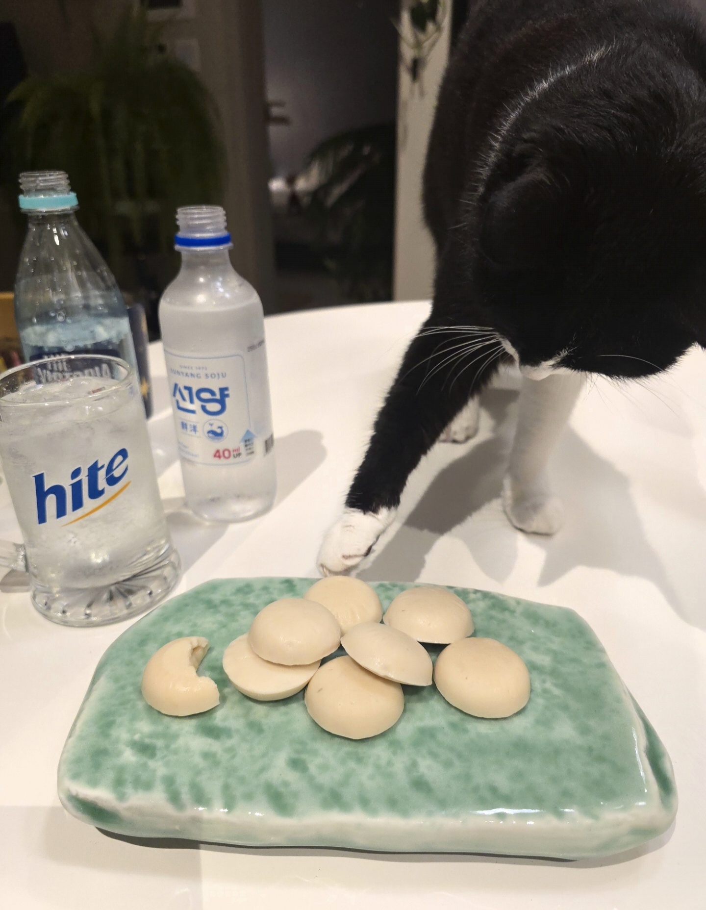 안주 뽏이는 고양이 어떤데 ㅋ 5나탄 ㅋ | 인스티즈