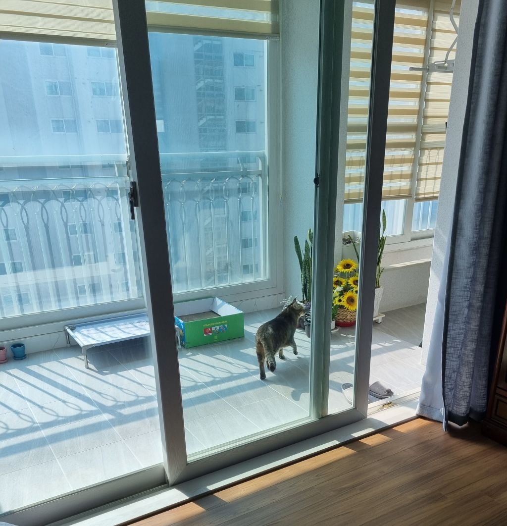 주차장에 버려진 고양이 | 인스티즈