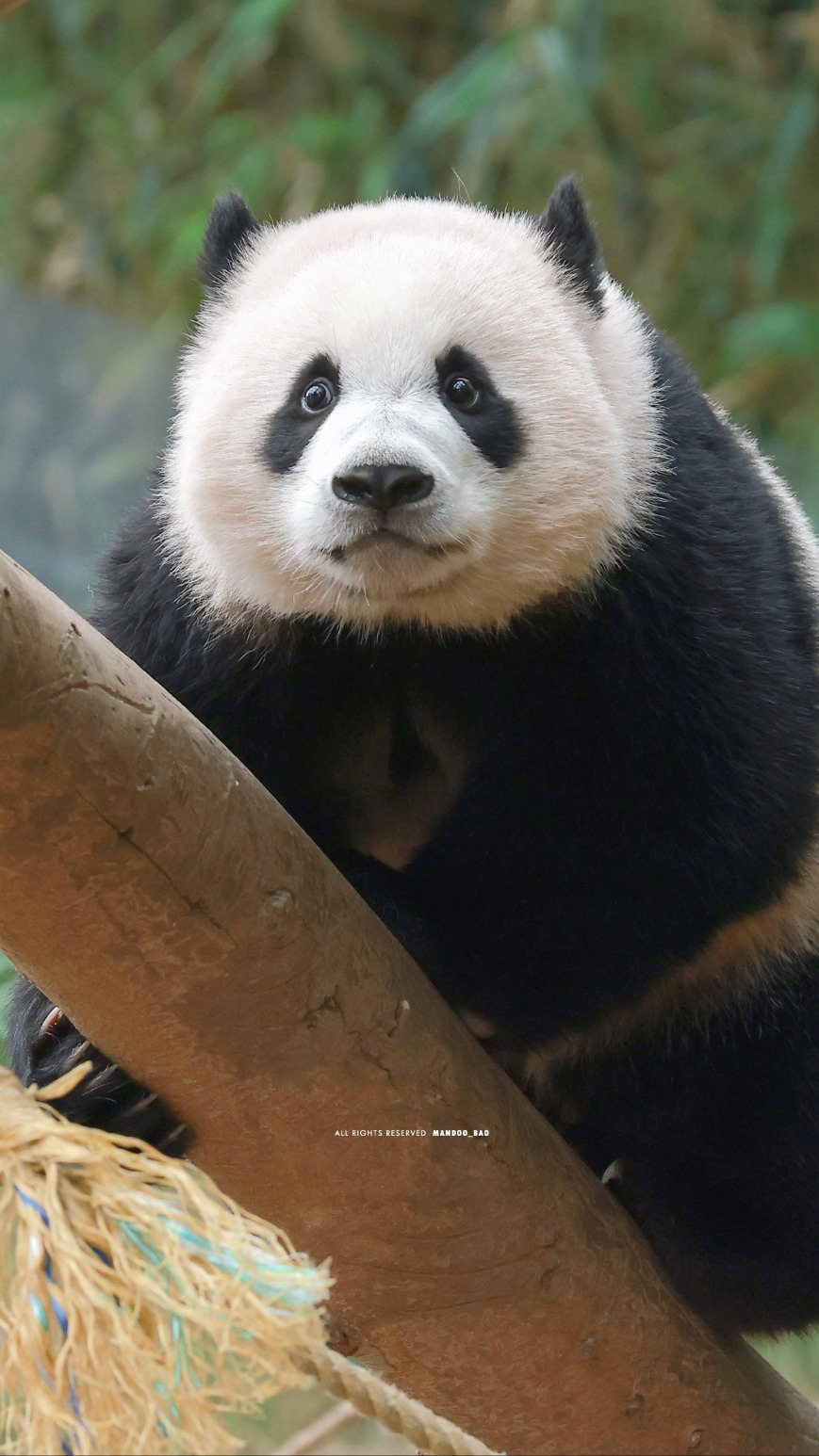 러심후난 (러바오 심은 데 후이바오 난다)🐼 | 인스티즈