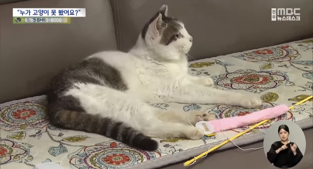 '눈먼 길고양이' 구조작전.. 훈훈한 쪽지 릴레이 | 인스티즈