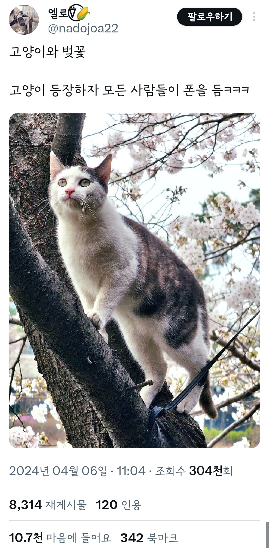 고양이와 벚꽃 | 인스티즈