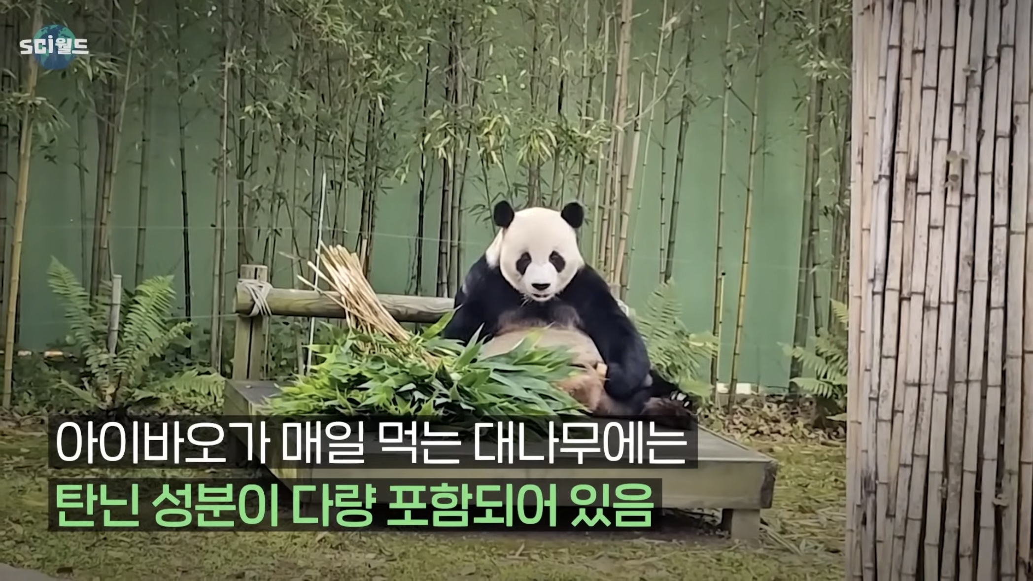 아기 판다들이 꼬질한 이유 | 인스티즈