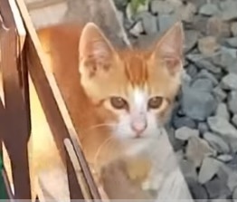 [매탈남] 매콤하게 생긴 고양이 | 인스티즈