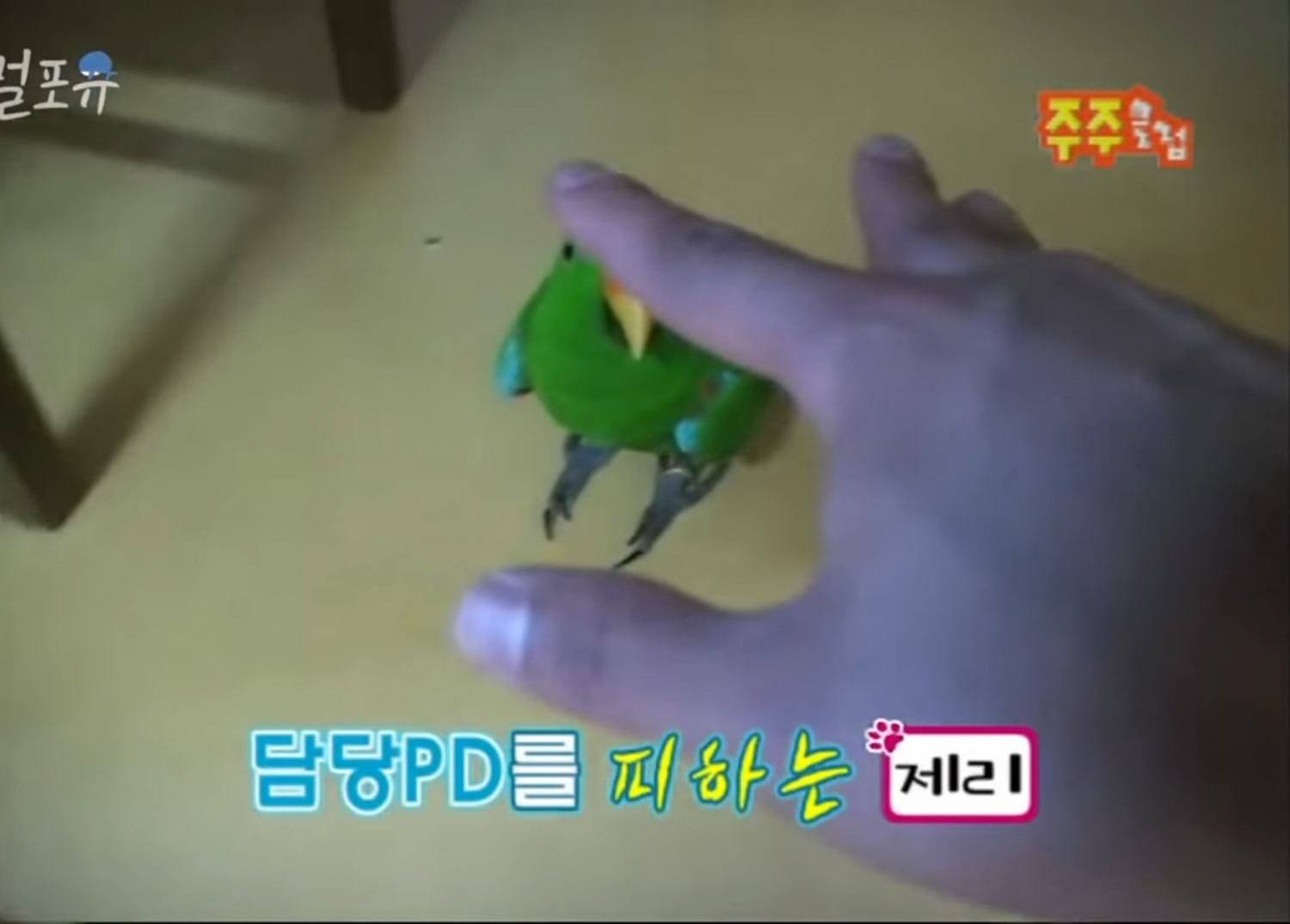 남자는 싫어하는 앵무새 제리.jpg | 인스티즈