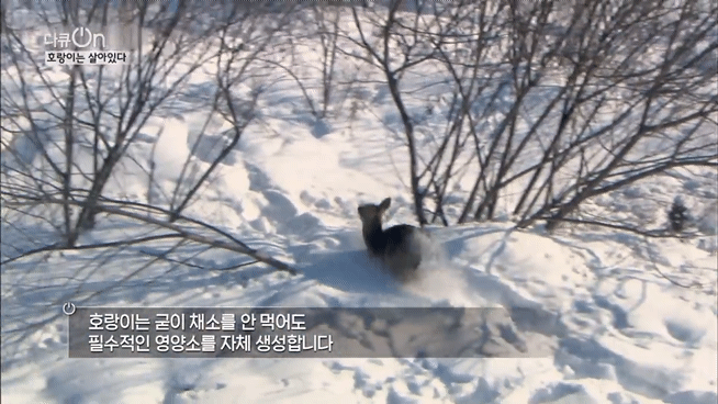 '절멸'의 '한국 호랑이'. 🐅 그 100년간의 이야기. -마지막- | 인스티즈