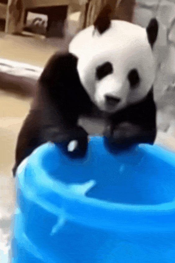 신기하게 국적(?)이 보이는 판다들 | 인스티즈