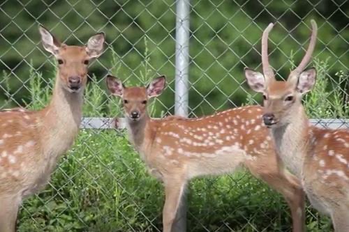 노르웨이에서 사슴경고판을 보면 무조건 조심해야하는 이유 | 인스티즈