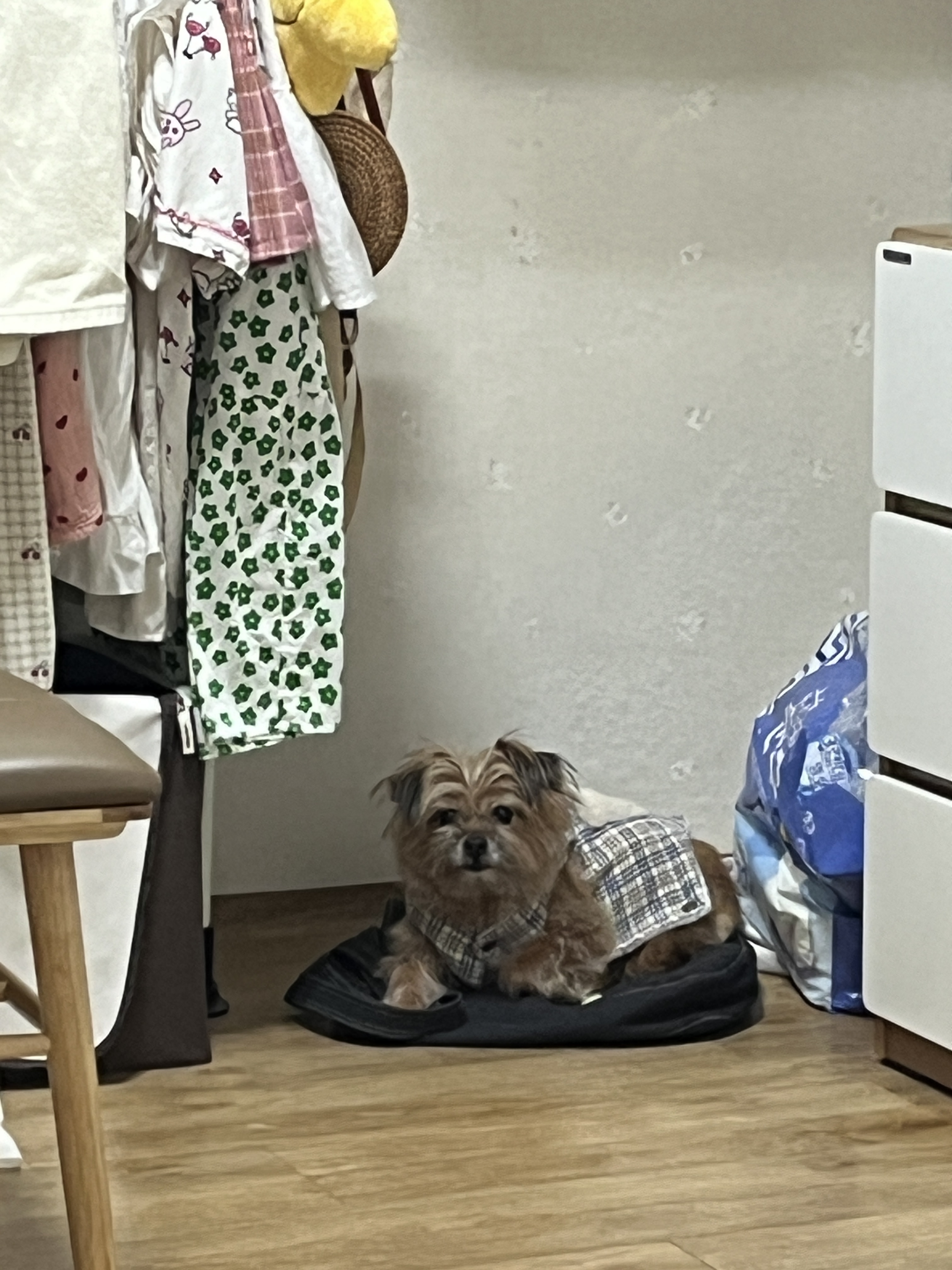 친구네 강쥐 하루 펫시터 한 후기 | 인스티즈