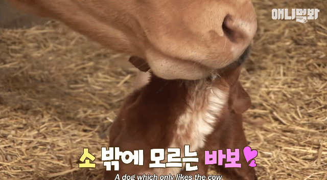 소가 너무 좋아서 눈물흘리는 강아지 | 인스티즈