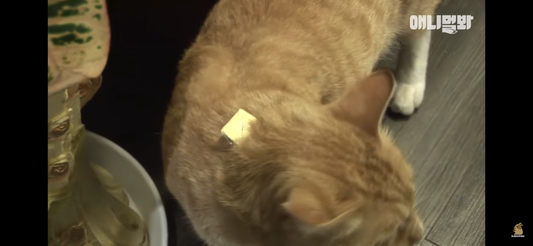 길고양이 목에 쪽지를 달자 생긴 영화같은 일 | 인스티즈