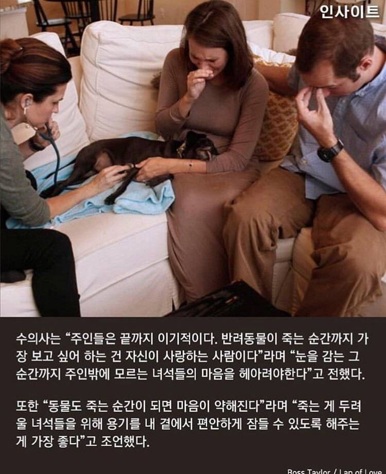 수의사가 말하는, 주인이 '무지개다리' 건너는 반려견 곁에 꼭 붙어있어줘야 하는 이유 | 인스티즈