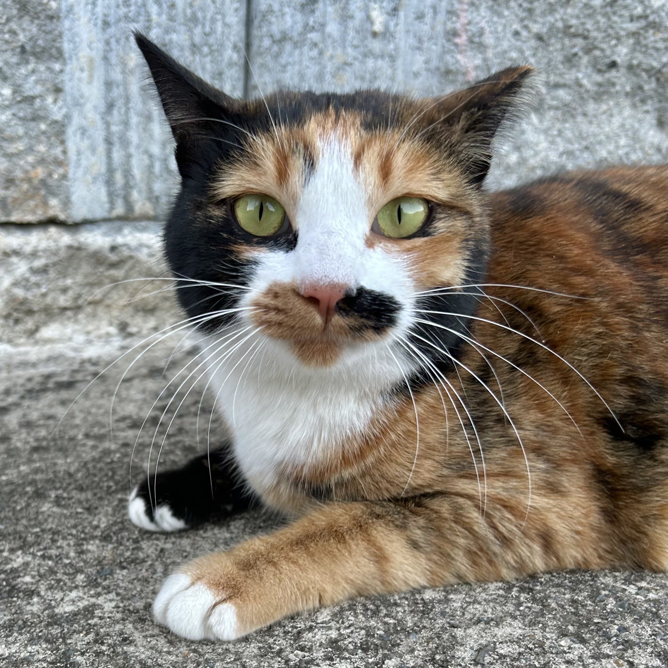 나 약간 피리부는 사나이...?🐈🐈🐈 | 인스티즈