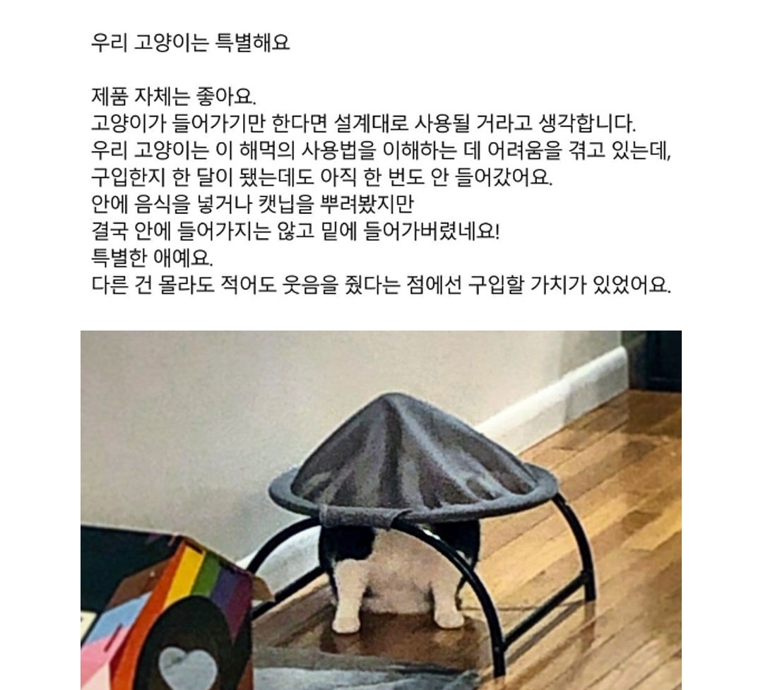 충분히 노력한 고양이 | 인스티즈