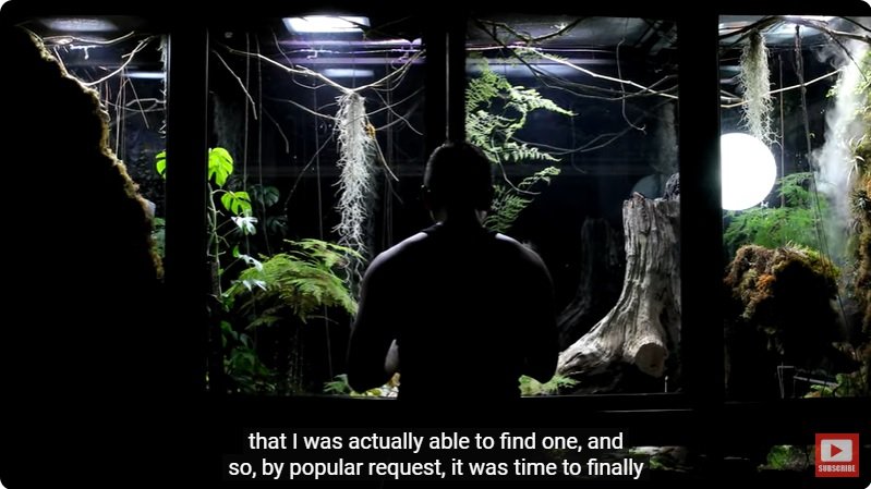 거대한 수조에 열대우림 환경을 조성해놓으면 생기는 일 - 4 | 인스티즈