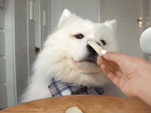 아스파라거스를 먹은 강아지 반응 gif | 인스티즈
