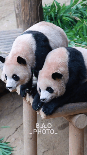 서로 알콩달콩 사이좋은 루이 후이바오 🐼 | 인스티즈