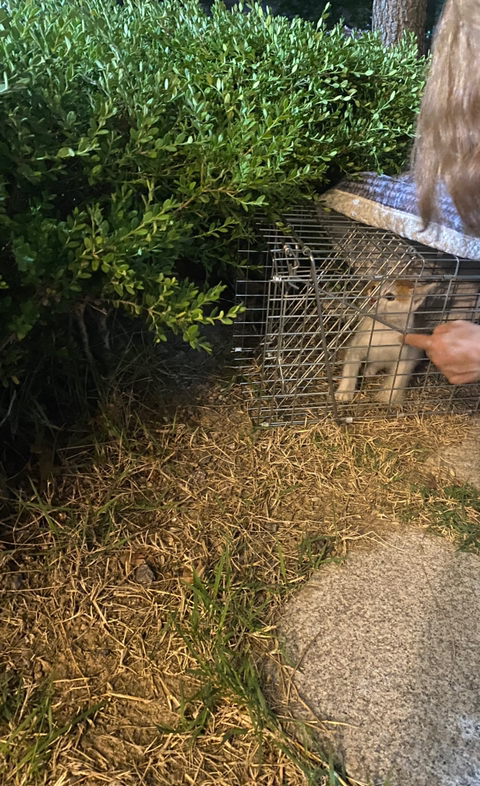 냥줍한지 한달 된 우리 고양이 보고가~!~! | 인스티즈