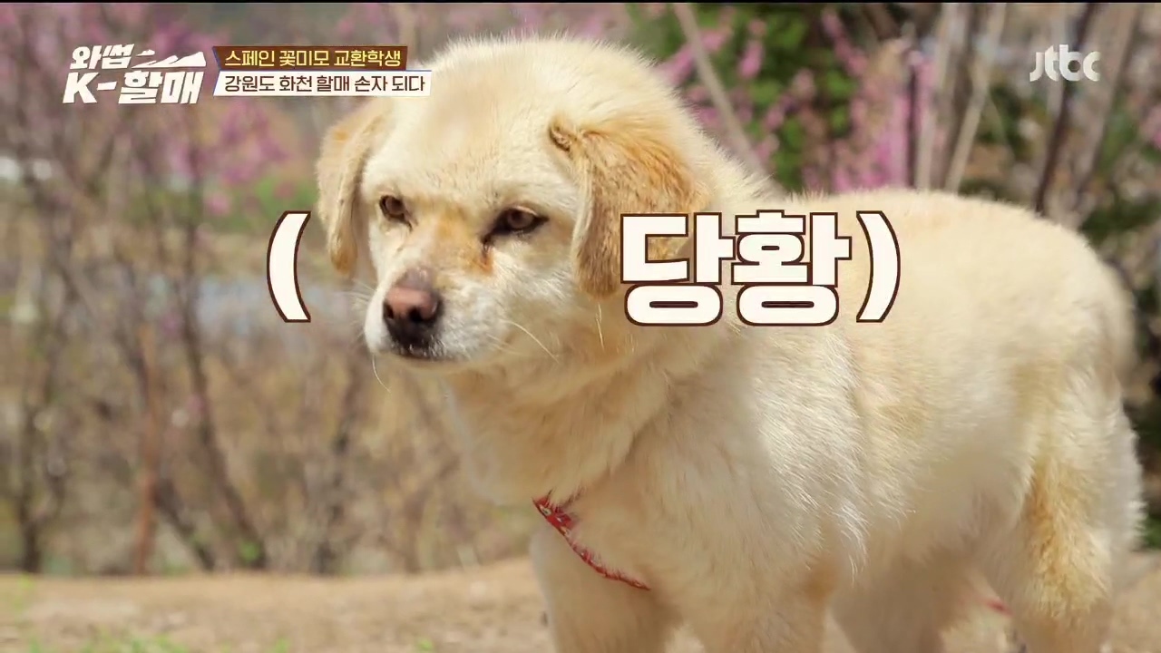 [와썹k할매] 외국인에게 제대로 플렉스하며 챙겨주는 k-할매 | 인스티즈