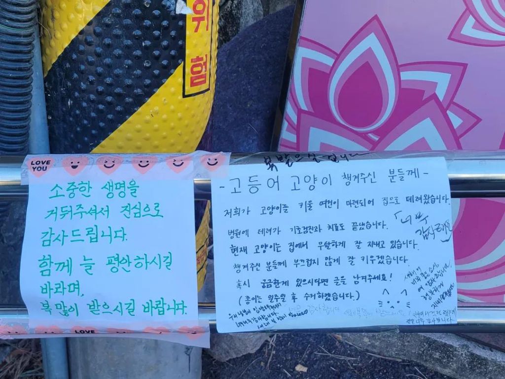 고등어 고양이 챙겨주신 분들께 | 인스티즈