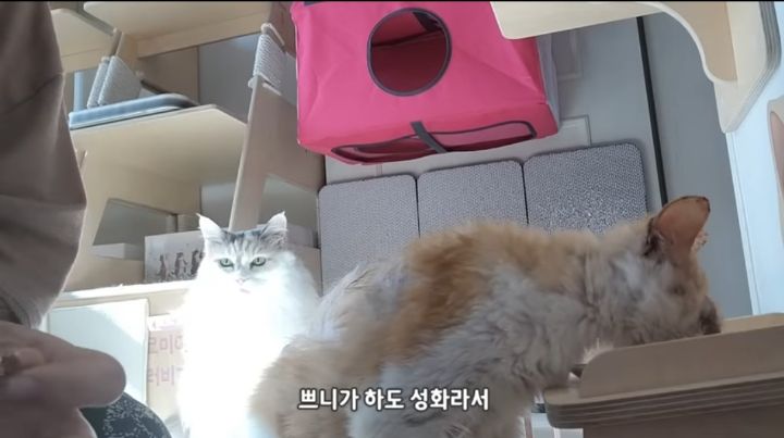 [똥괭이네] 이젠 간식 달라고 머리쿵 애교도 하는 쁘니 | 인스티즈