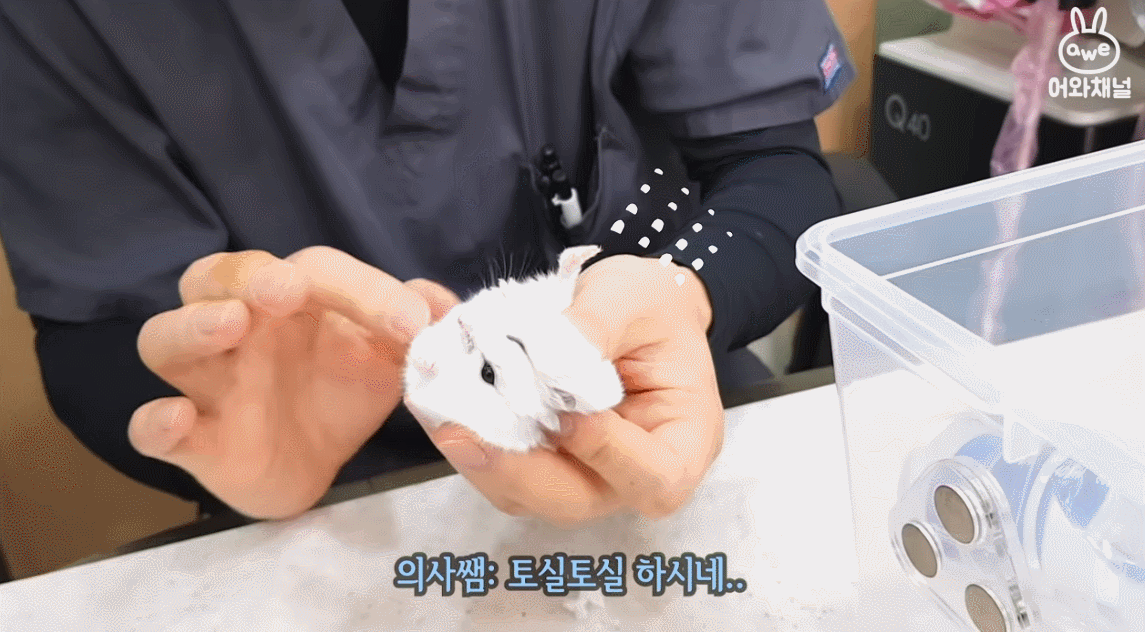 병원에서 초음파 찍는 햄스터.gif | 인스티즈