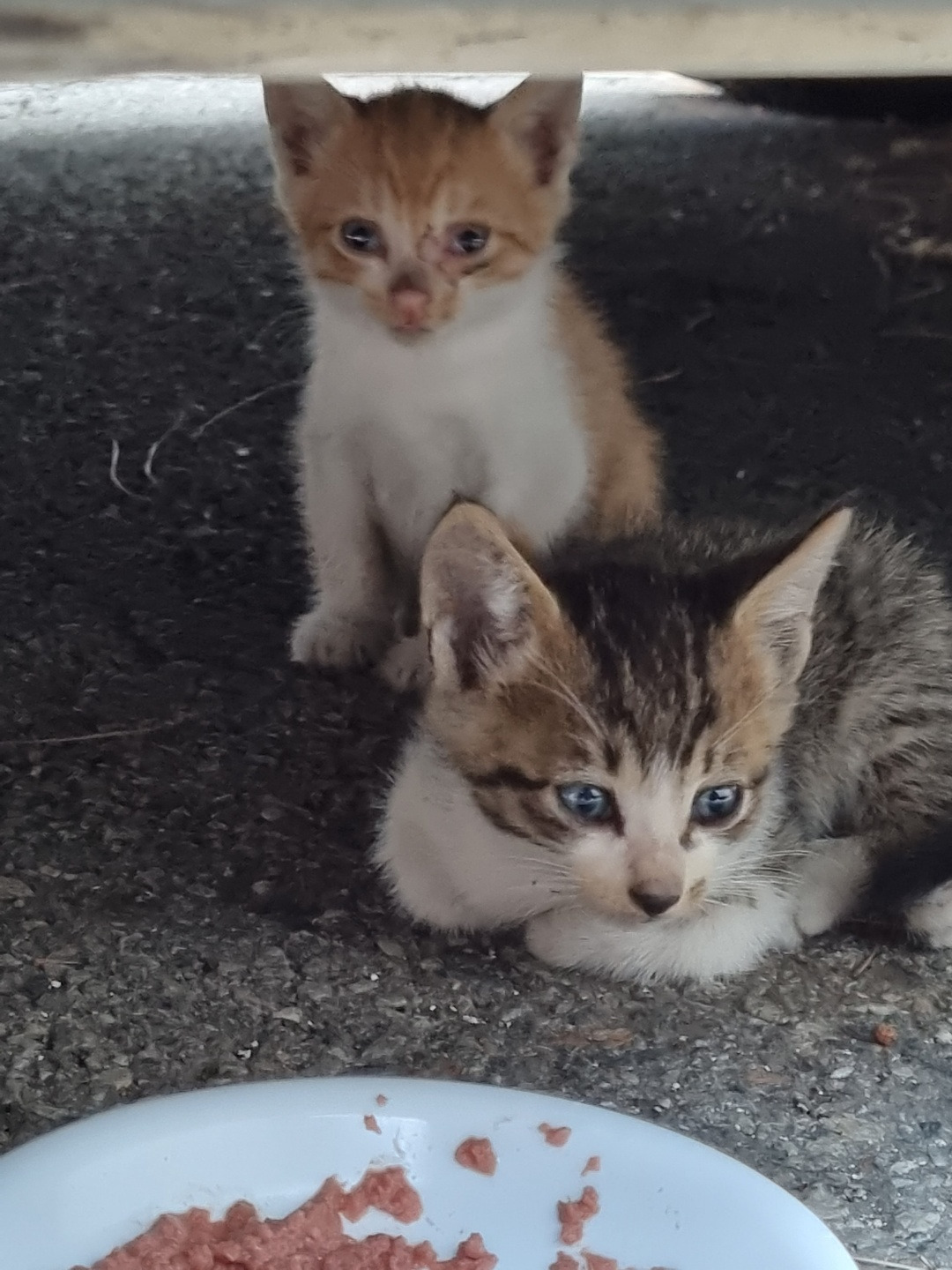 코시국에 재택하다가 고양이를 만났는데.. | 인스티즈