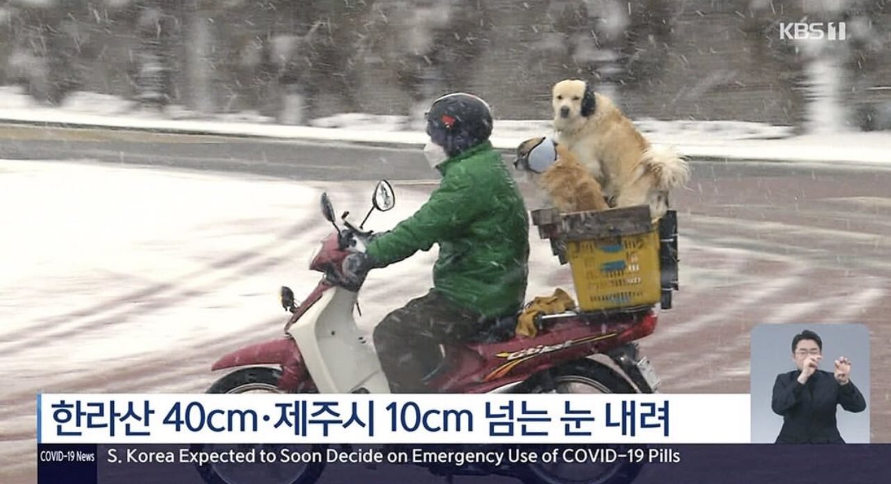 제주도 폭설 뉴스에 나온 댕댕이 | 인스티즈