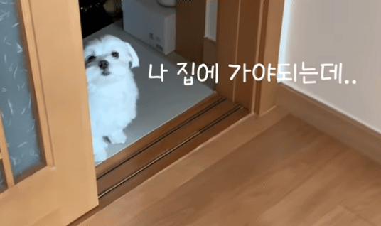 현관을 못 벗어나는 집돌이 강아지.gif | 인스티즈