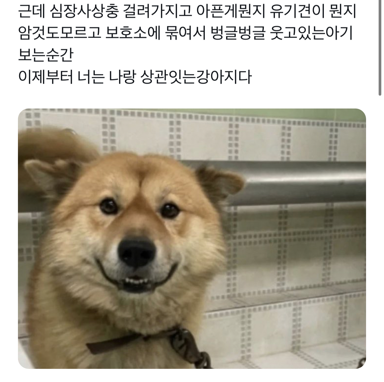 요즘 트위터에서 핫한 강아지 | 인스티즈