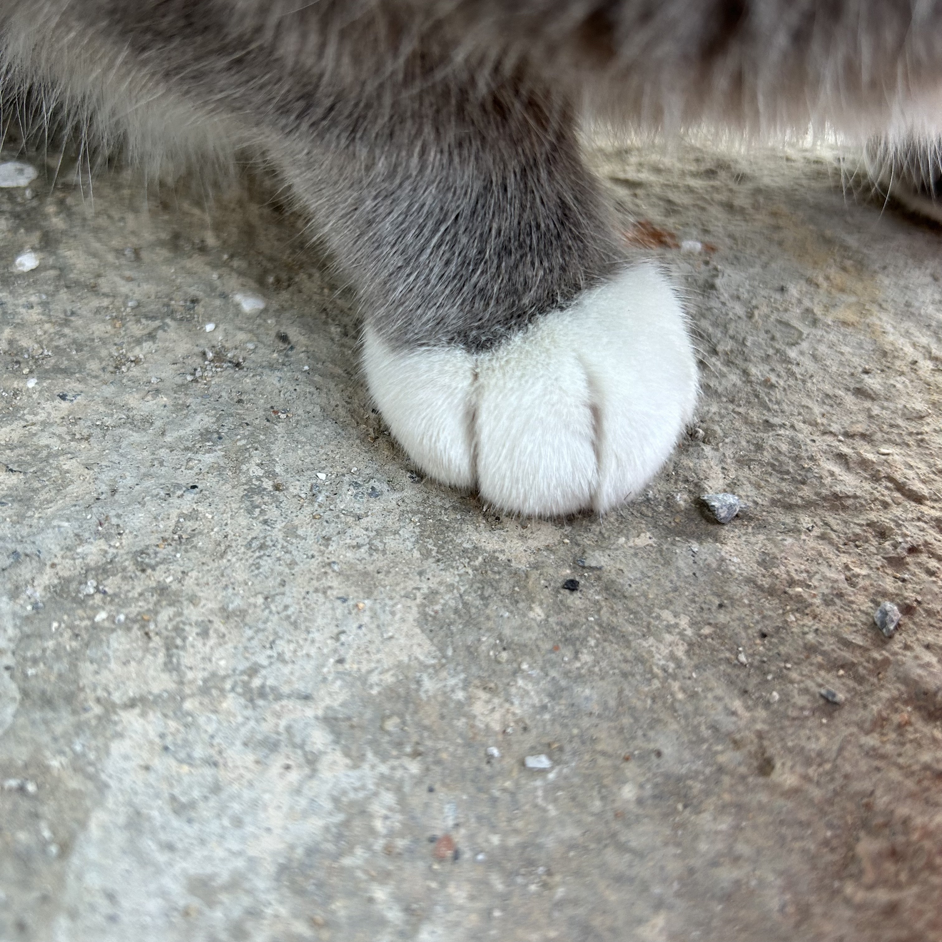 나 약간 피리부는 사나이...?🐈🐈🐈 | 인스티즈