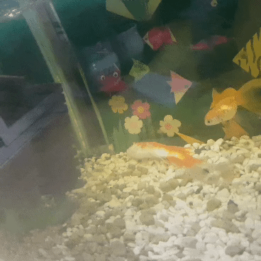 엄마집 금붕어들 보고가라 (이게 사랑이 아니면..) | 인스티즈