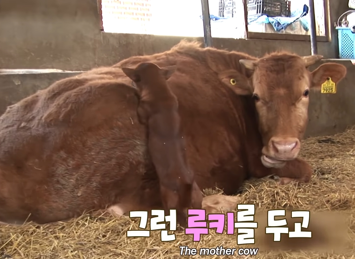 소가 너무 좋아서 눈물흘리는 강아지 | 인스티즈