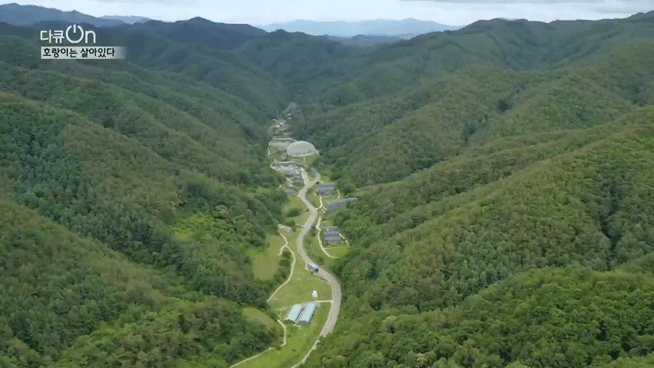 '절멸'의 '한국 호랑이'. 🐅 그 100년간의 이야기. -마지막- | 인스티즈