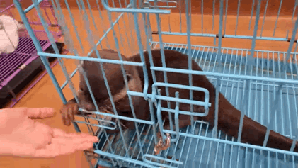 지옥이 다름없는 충격적인 일본 수달 카페.. | 인스티즈