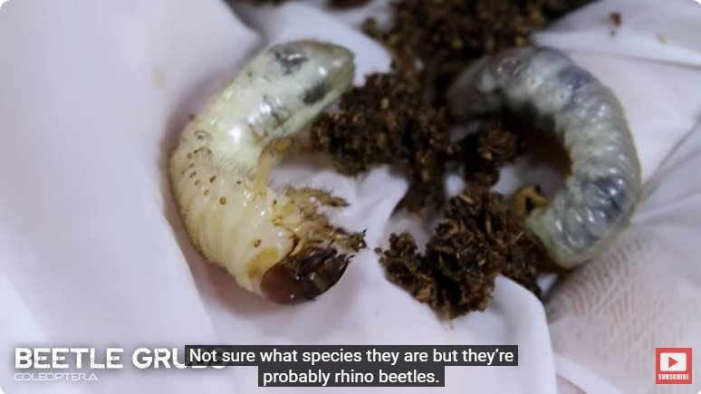 거대한 수조에 열대우림 환경을 조성해놓으면 생기는 일 - 2 | 인스티즈