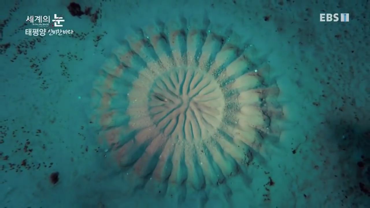 정말 흥미로운 과학자들이 12년만에 밝혀낸 바다속 신비한 문양의 비밀.jpgif | 인스티즈