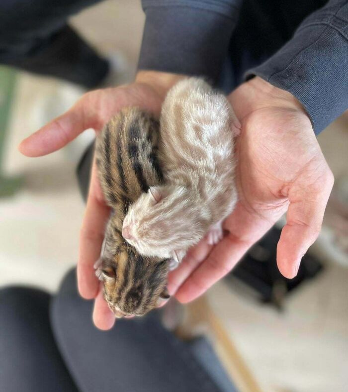 생후 1주 반이 지난 고양이 크기 | 인스티즈