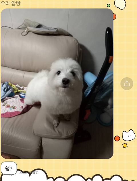 [강아지] 아빠가 보내주는 강아지 사진이 좋은 이유 | 인스티즈