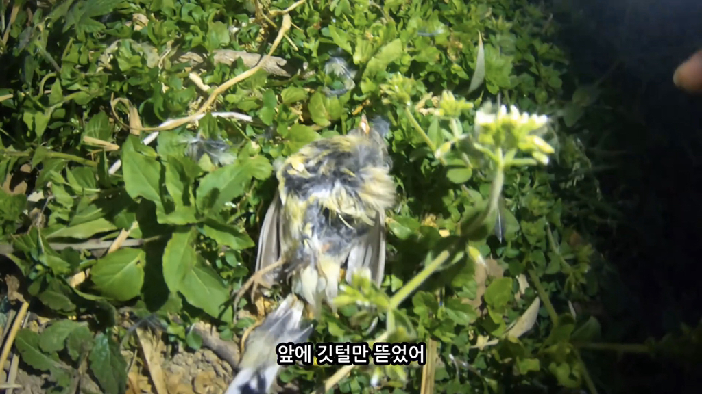 고양이가 자연생태계에 끼치는 심각한 영향(새 사체사진있음) | 인스티즈