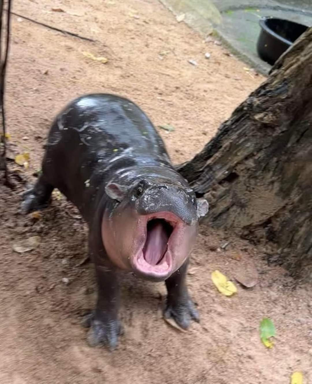 하마 이미지