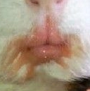 요즘 아이돌들 다 입술을 이렇게 하고있지않아? | 인스티즈