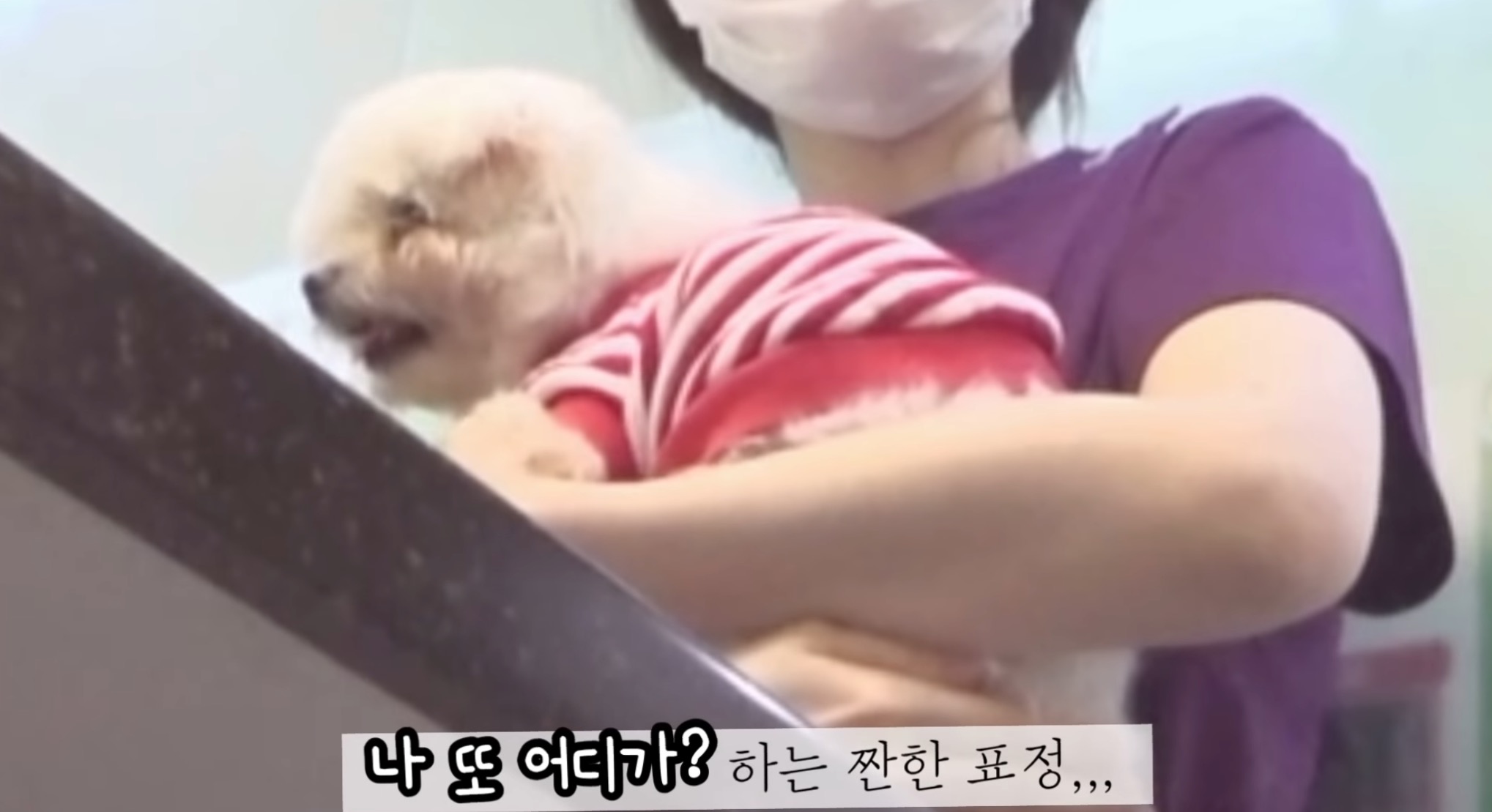 "공고번호 411번" 강아지가 입양되기 전 후 모습.jpgif | 인스티즈