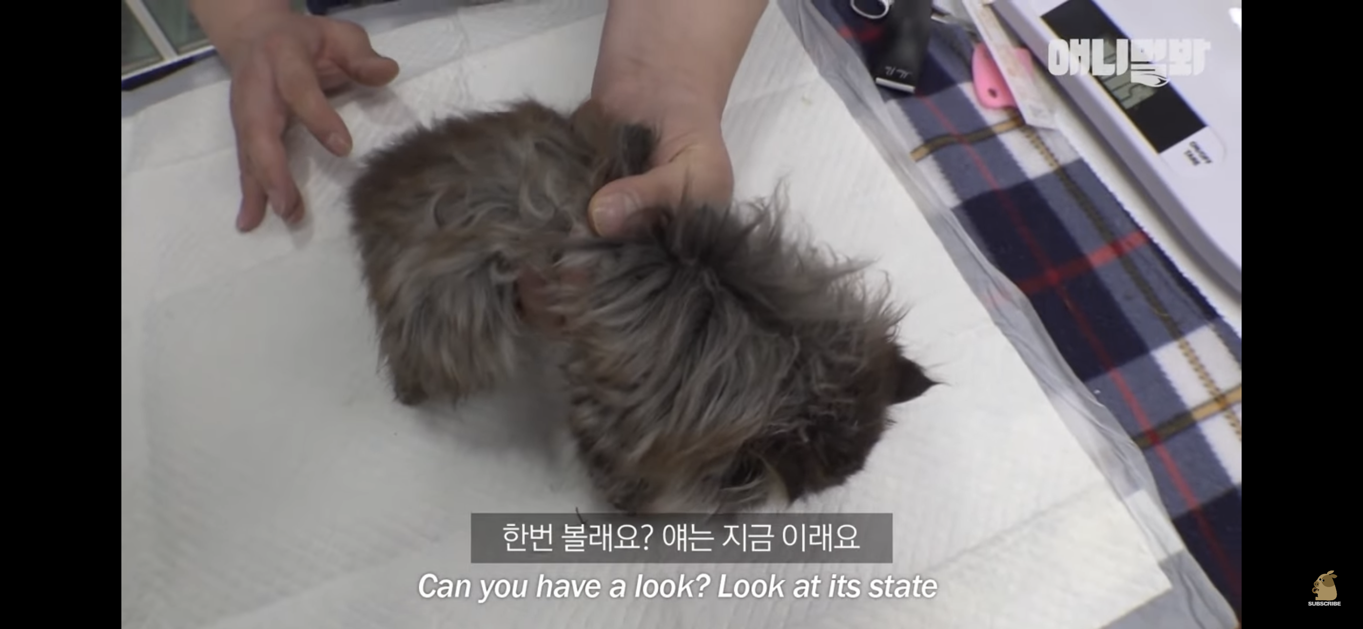 경기도 김포시 마송 휴먼시아 10단지 아파트내에 집단으로 유기된 노르웨이숲 고양이 | 인스티즈