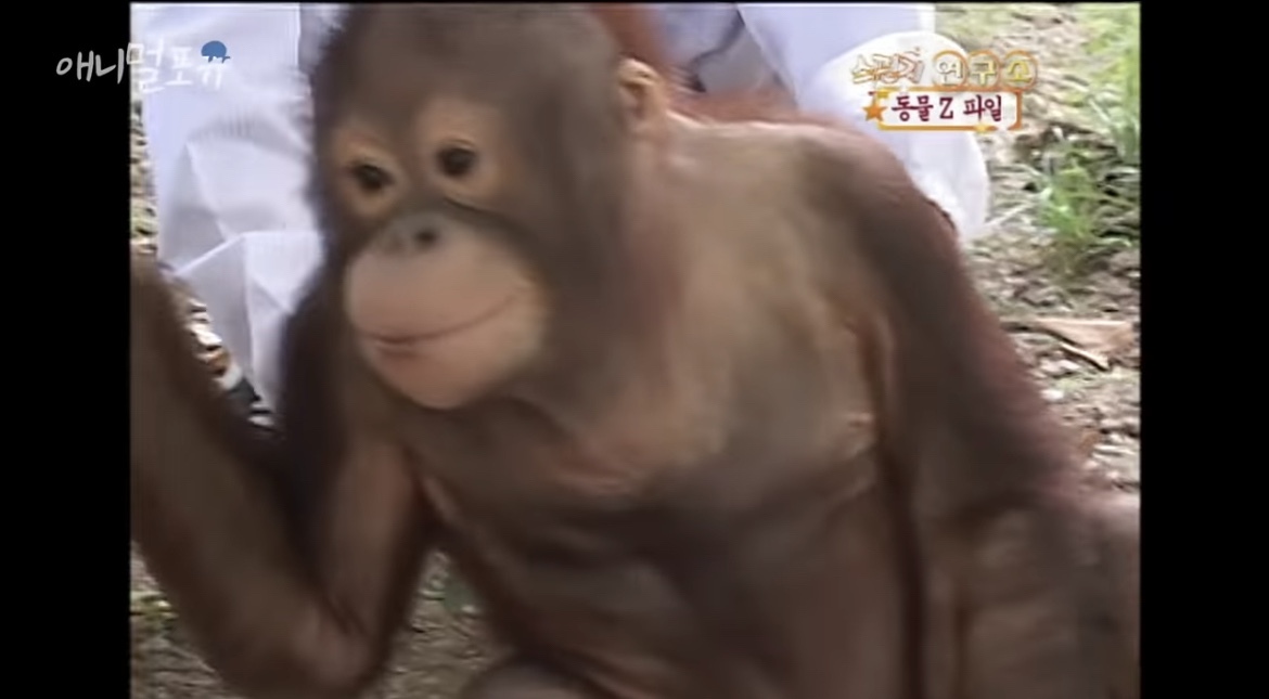 오랑우탄도 간지럼을 탈까? | 인스티즈